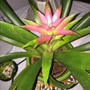 Meet your Posher, Rosie